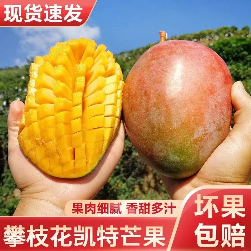 【精品青皮果】四川攀枝花凯特芒果大脸芒坏果包赔自家果园新鲜采摘