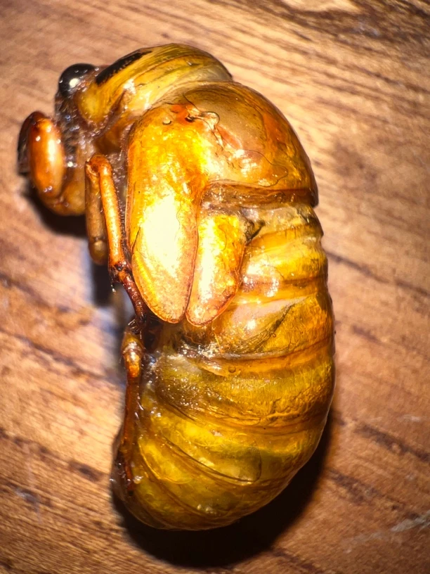 昆虫类金蝉知了猴山东省内包邮