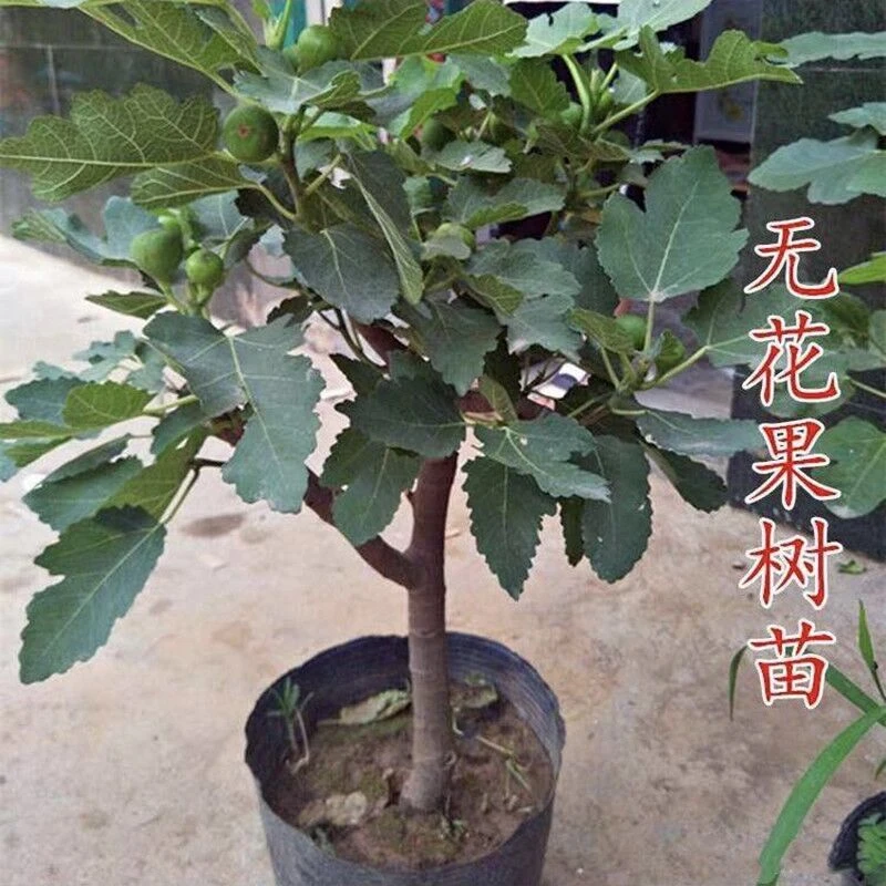 无花果树苗种特大无花果树盆栽地栽庭院种植南北方种植睿