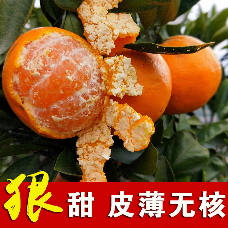 金秋沙糖桔子树苗南北方盆地栽小庭院阳台嫁接砂糖橘子果树苗2