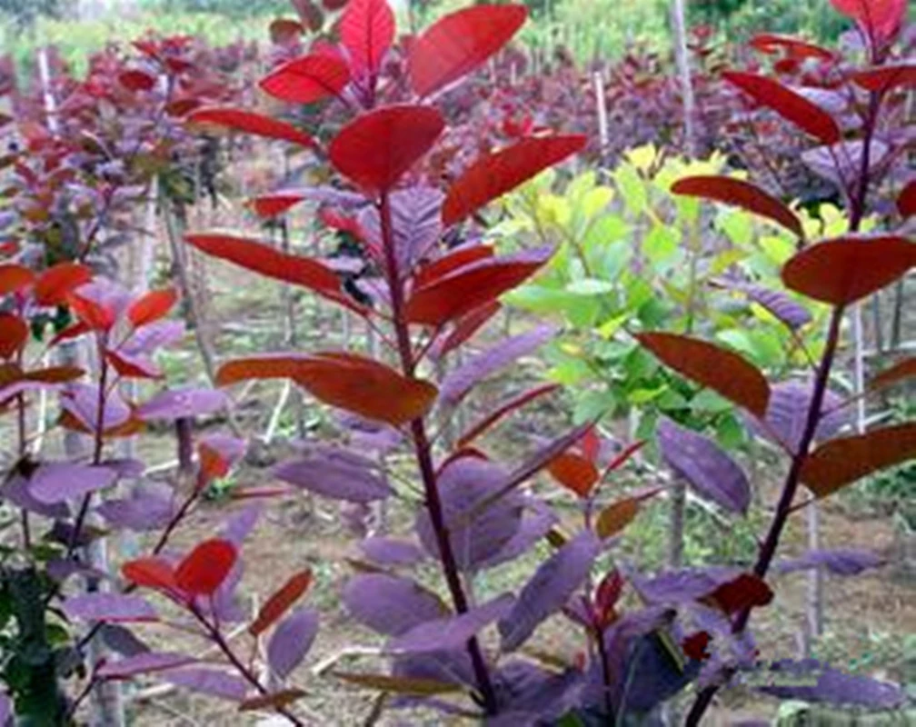 红栌 观叶观花植物 耐热耐寒