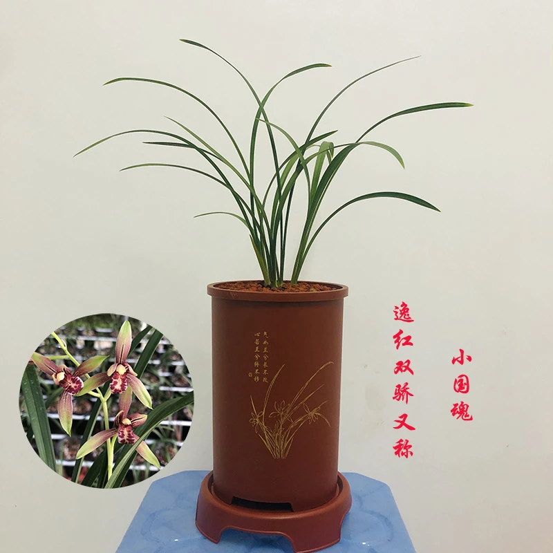 国兰精品色花建兰逸红双骄也称小国魂夏季带花苞客厅观赏绿植花卉