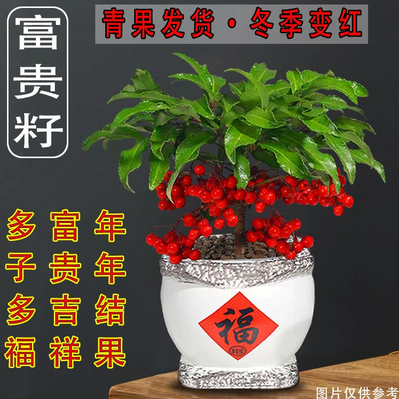 富贵籽盆栽黄金万两招财花卉办公室内耐寒植物客厅桌面吸甲醛绿植