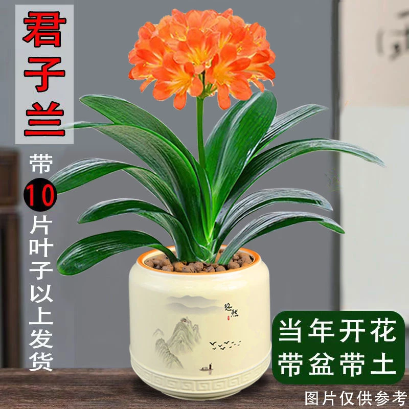 君子兰花盆栽办公室内好养植物客厅花卉四季常青吸甲醛桌面小绿植