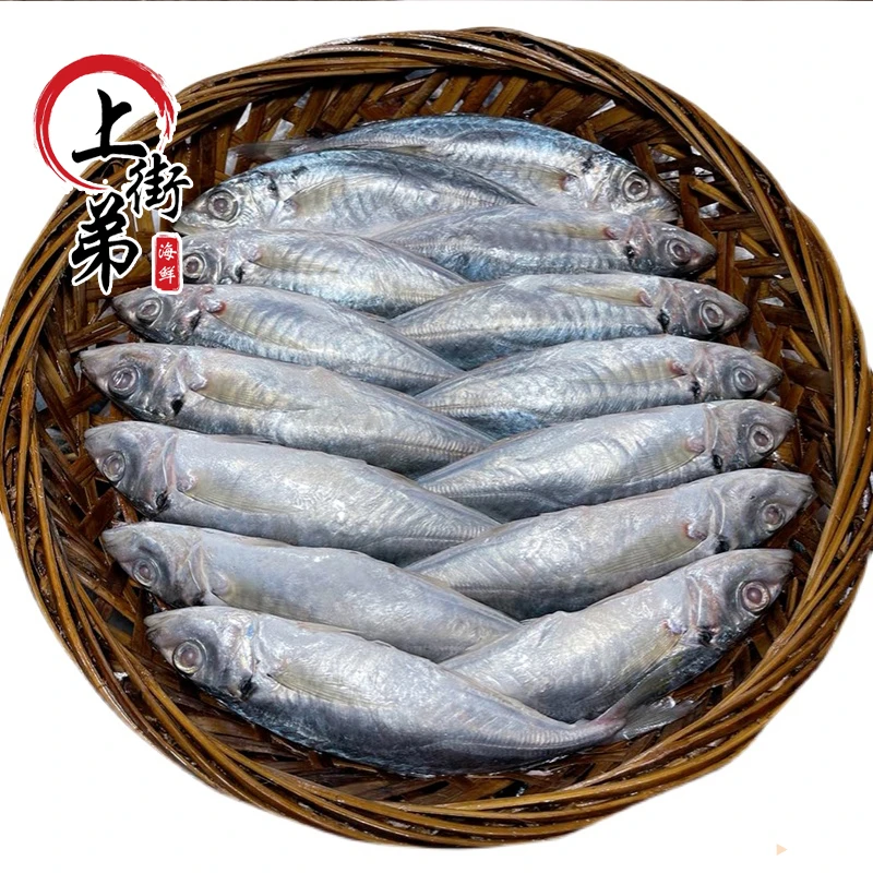 【野生巴浪鱼】上街弟推荐巴浪鱼肉质鲜甜开海尝鲜装福州发货