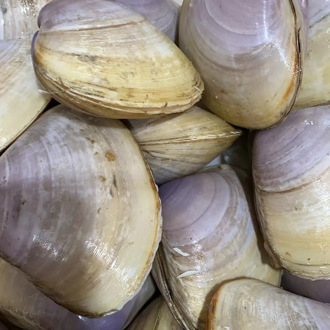 【上街弟推荐】新鲜海蚌  肉质鲜甜  福州发货（包鲜不包活）