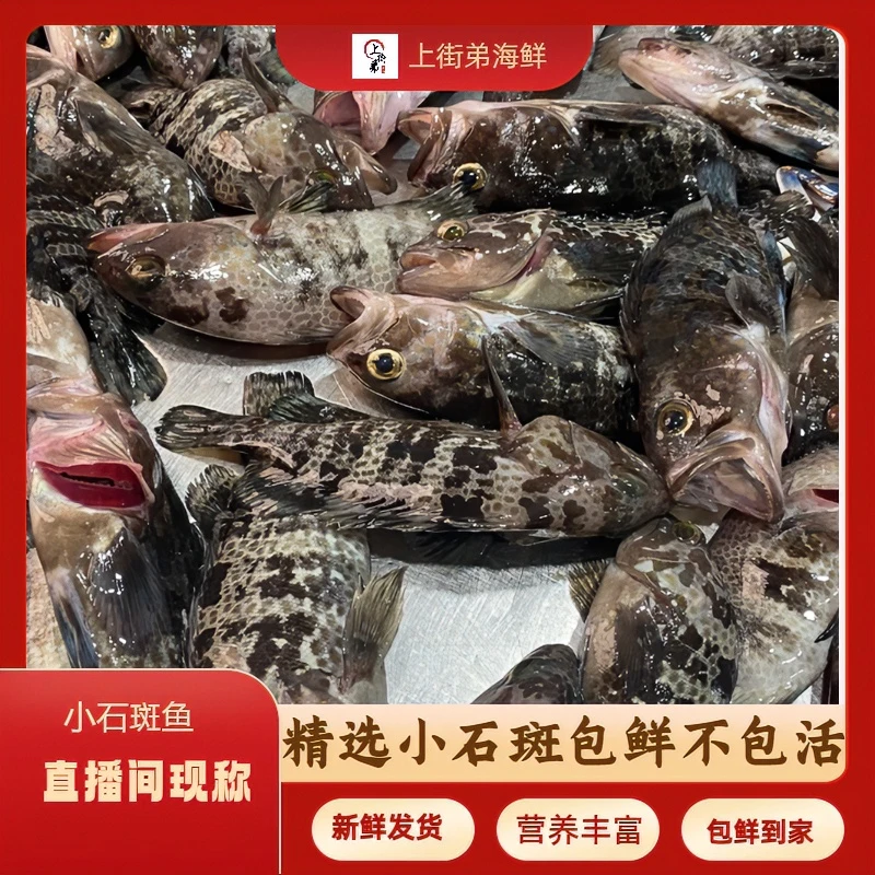 【小石斑鱼】上街弟推荐新鲜小贵鱼 肉质紧实  包鲜到家 福州发货