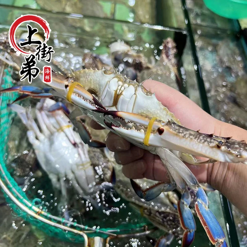 【大公梭子蟹】【保鲜不保活】上街弟海鲜梭子蟹正蟹2-3两/只 3/5斤
