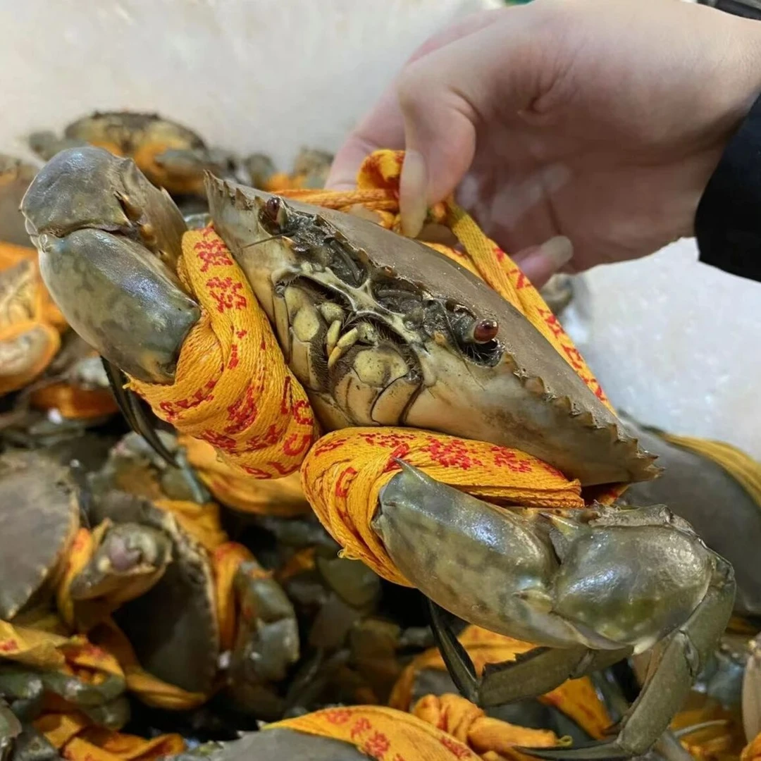 【鲜活菜鲟】福州发货 勿放冰箱 肉质鲜美