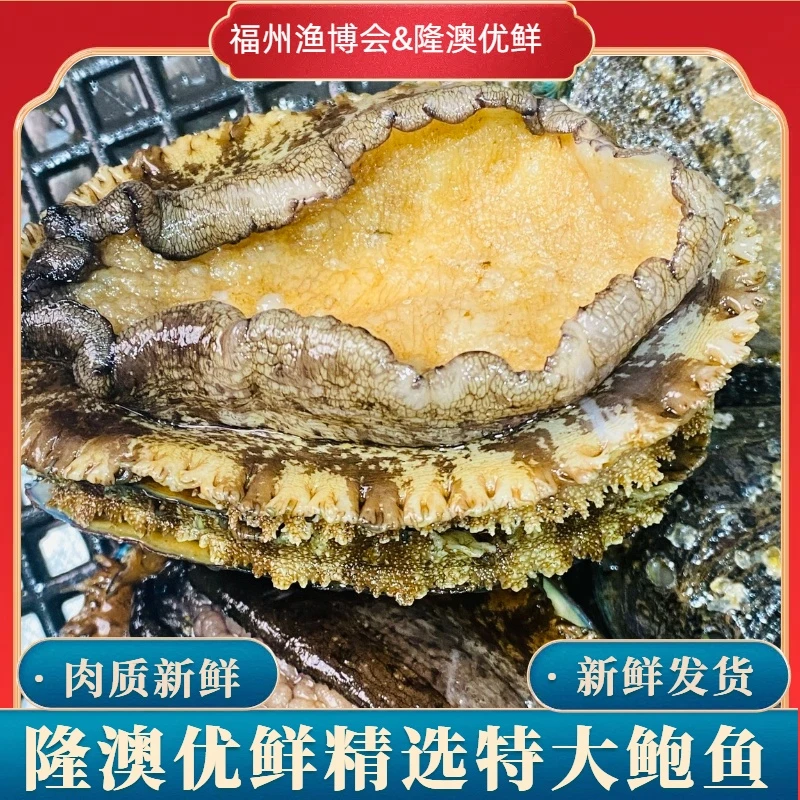 连江大鲍鱼上街弟推荐做汤卤简单8-10头鲍尝鲜价（包鲜不包活）