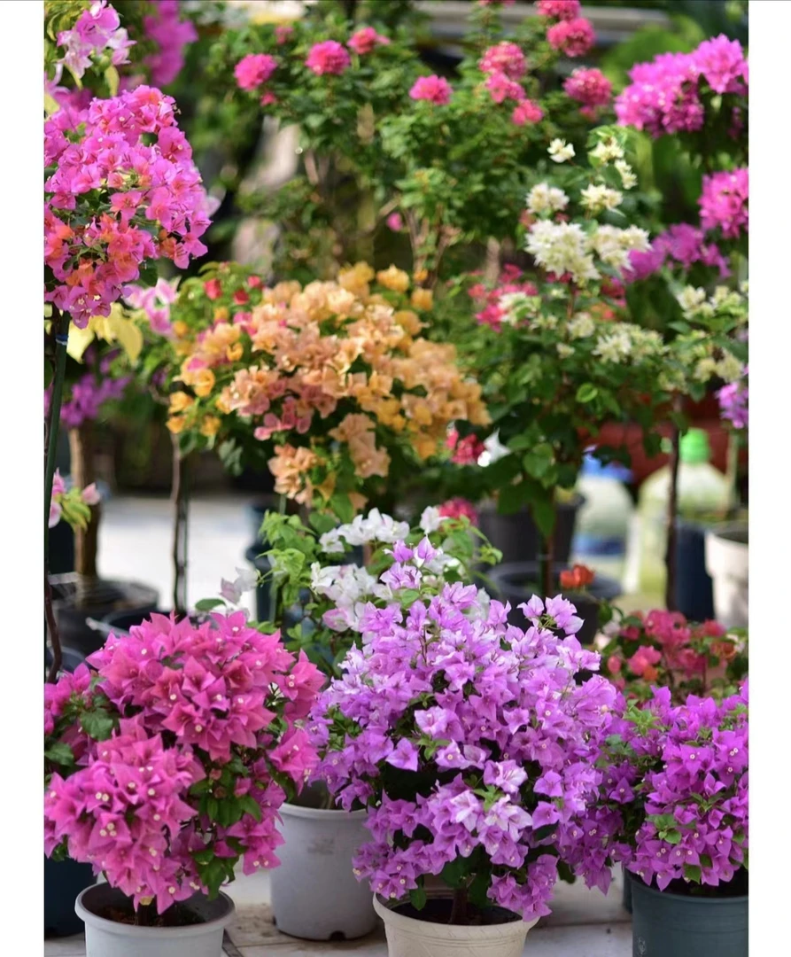 【三角梅】运输过程中掉叶、焉是正常情况（不售后）介意慎拍