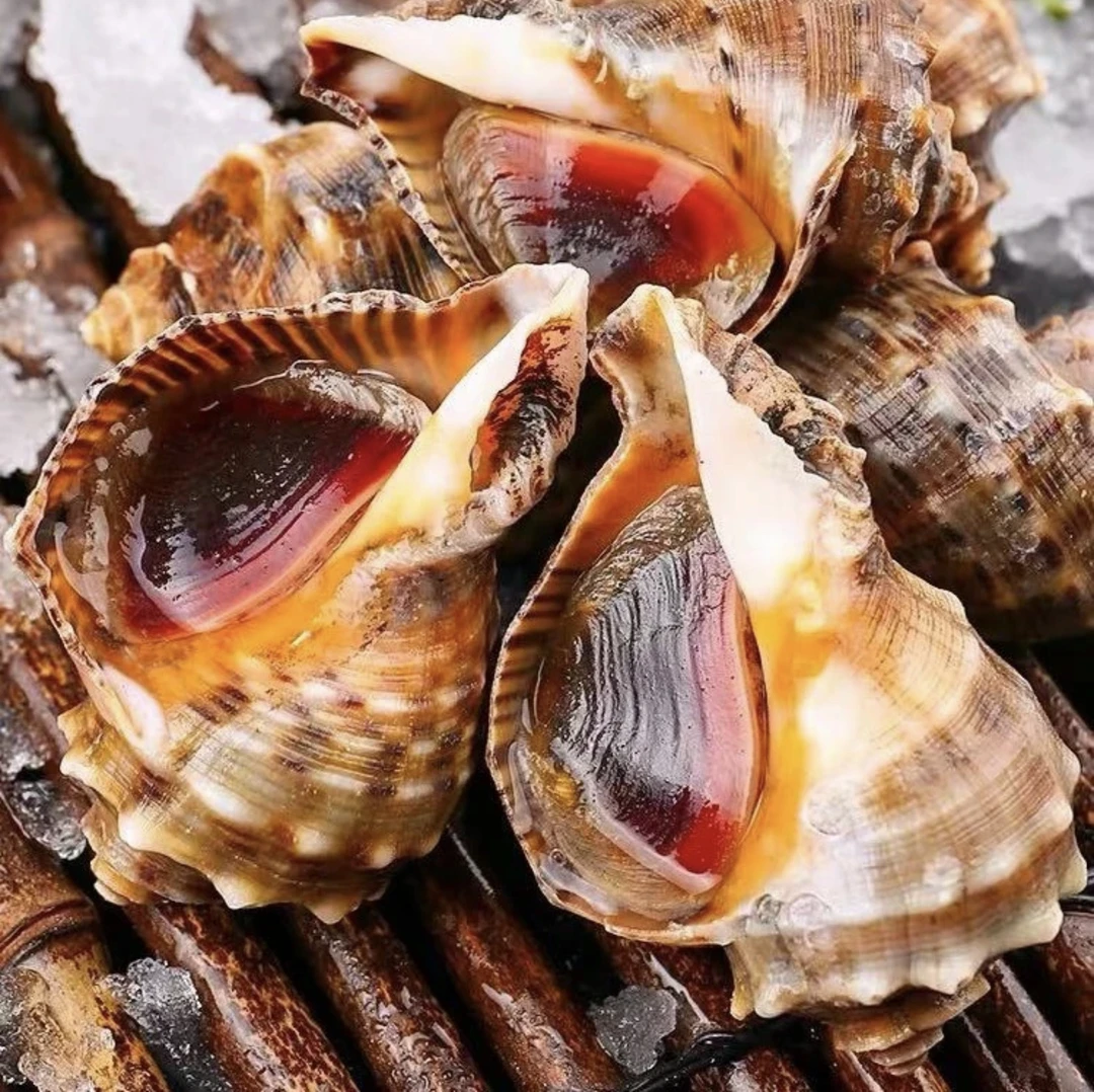 【锦鸿水产】红螺3斤装10个左右 新鲜发货