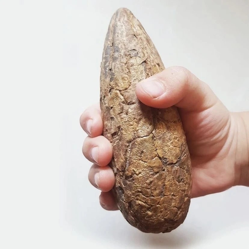 【菩提老果】精选风化菩提果菩提老果手把件车挂件脖挂