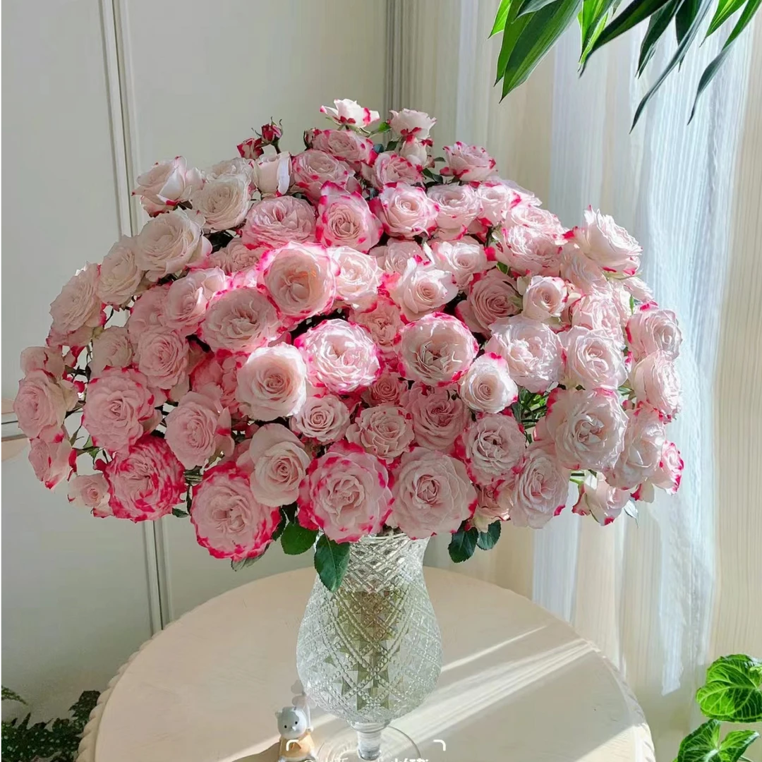 【折射泡泡】基地直发多头玫瑰粉白色系折射泡泡玫瑰10支好养易开炸