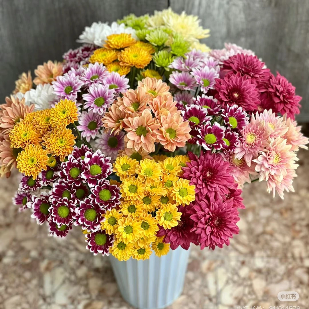 【混色雏菊】基地直发混色小雏菊鲜花10支水养鲜花随机混3-5个颜色