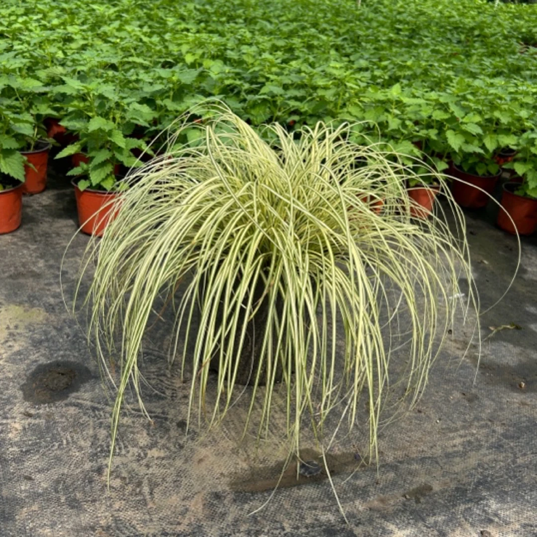 金丝苔草金叶石菖蒲蓝羊茅庭院园艺花境植物多年盆栽宿根造景常绿