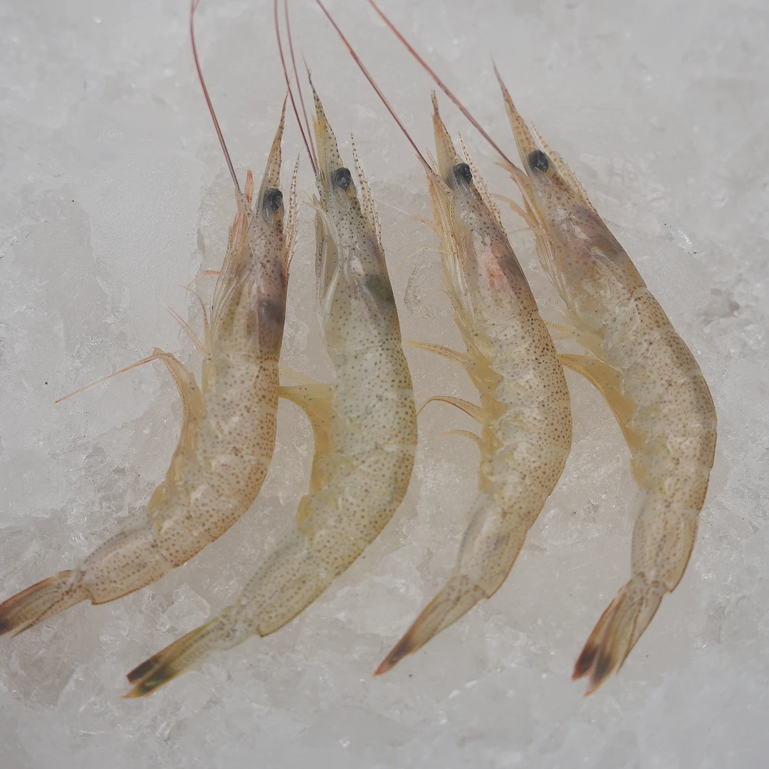 舟山海鲜白虾-野生糯米虾--鲜嫩爽口Q弹-1盒200g/8包邮