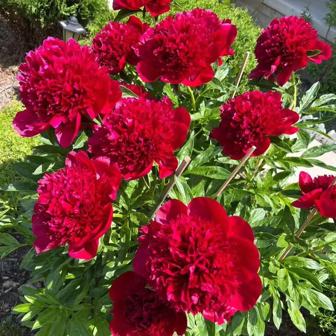 【带盆带土】重瓣芍药大花浓香原生芍药花苗盆栽地栽耐寒耐热