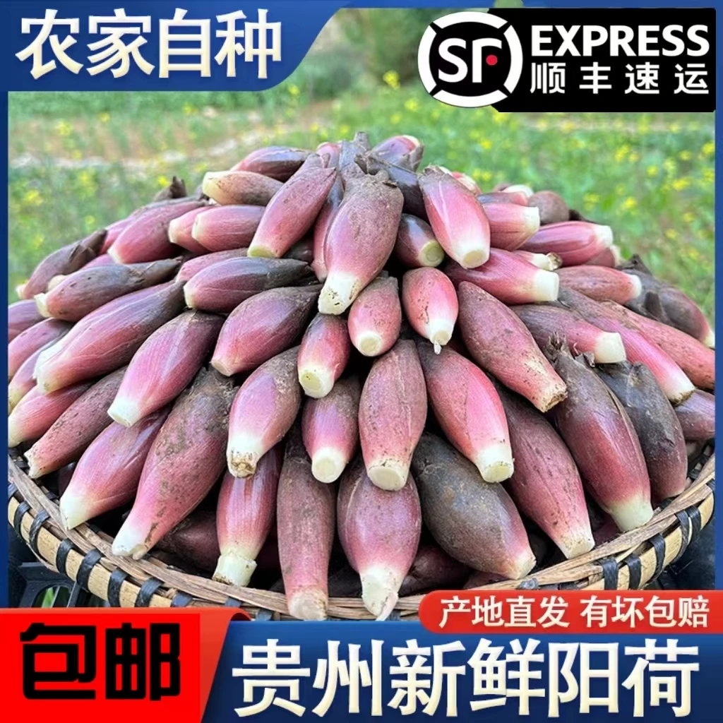 贵州农家新鲜阳荷姜脆嫩炒腊肉美味产地现采现发货带泥发货1-4斤