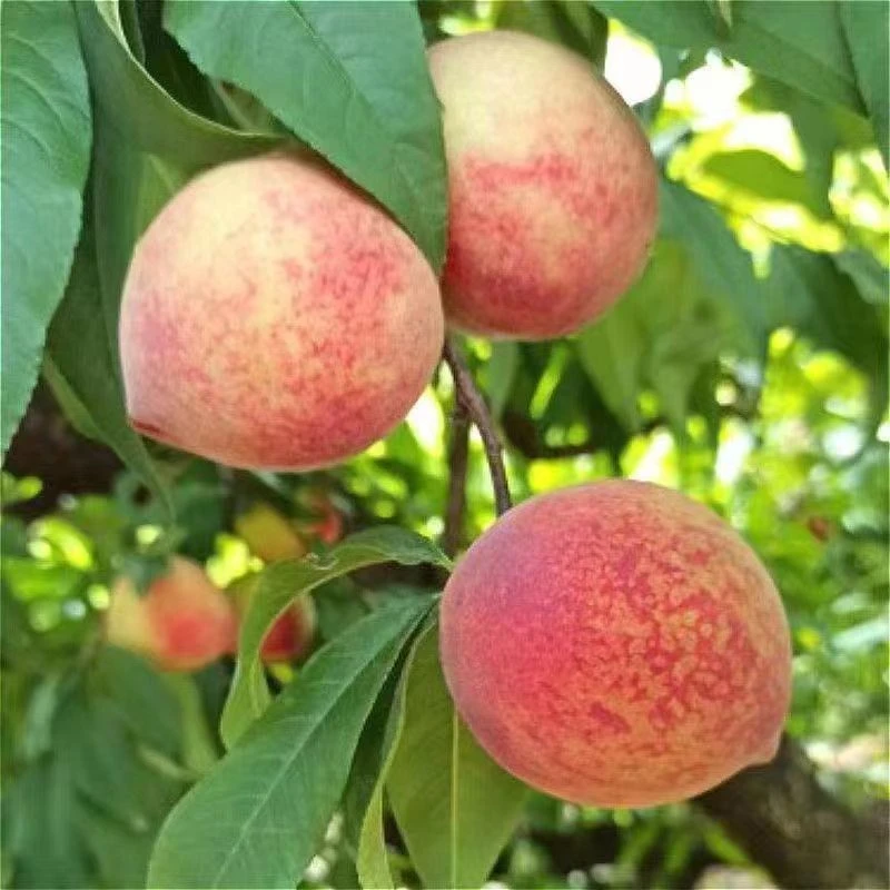 【中通快运】贵州新鲜农家果应季血桃白花桃整箱4斤包邮红心脆桃子