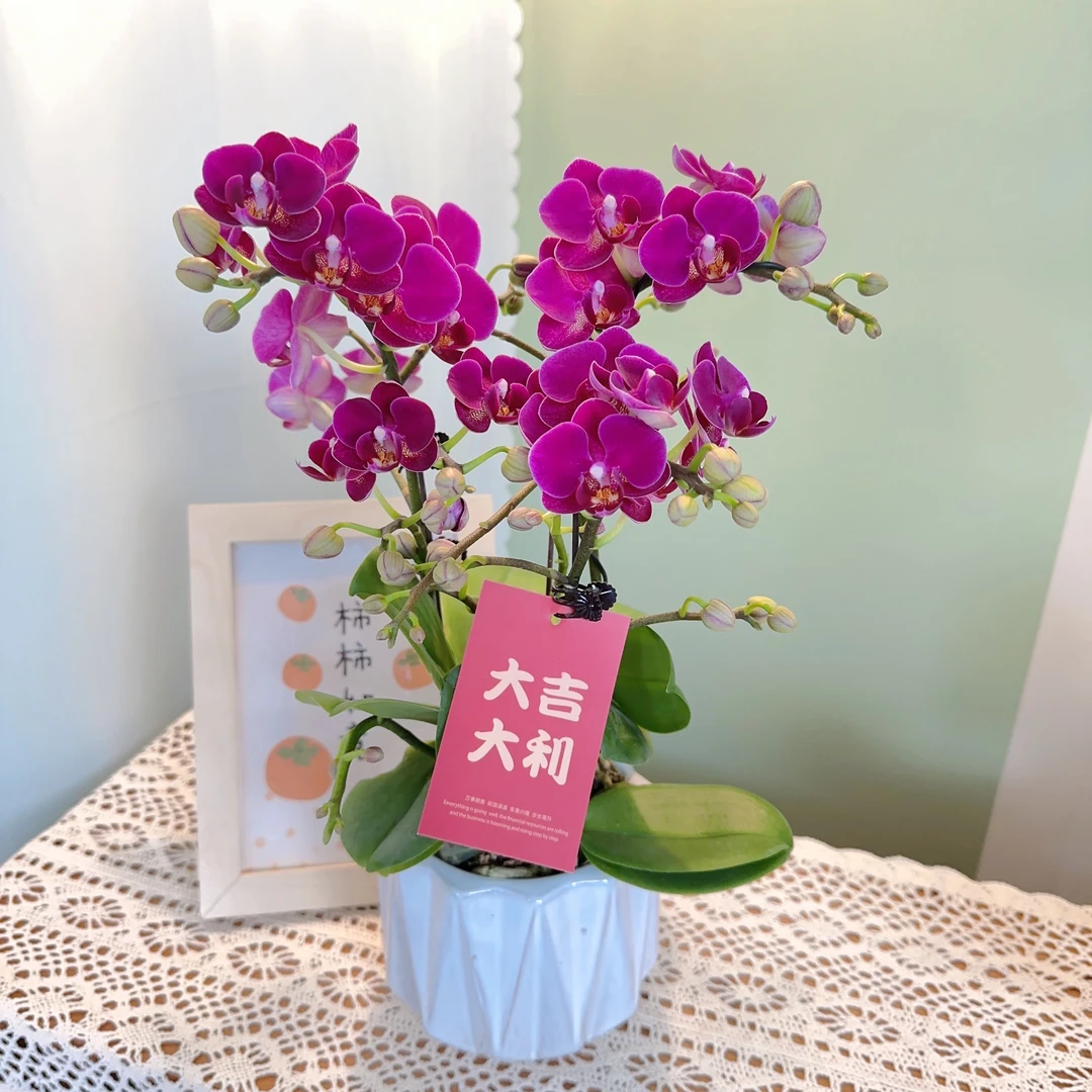 【花元素优选】【红日】蝴蝶兰（配盆子）
