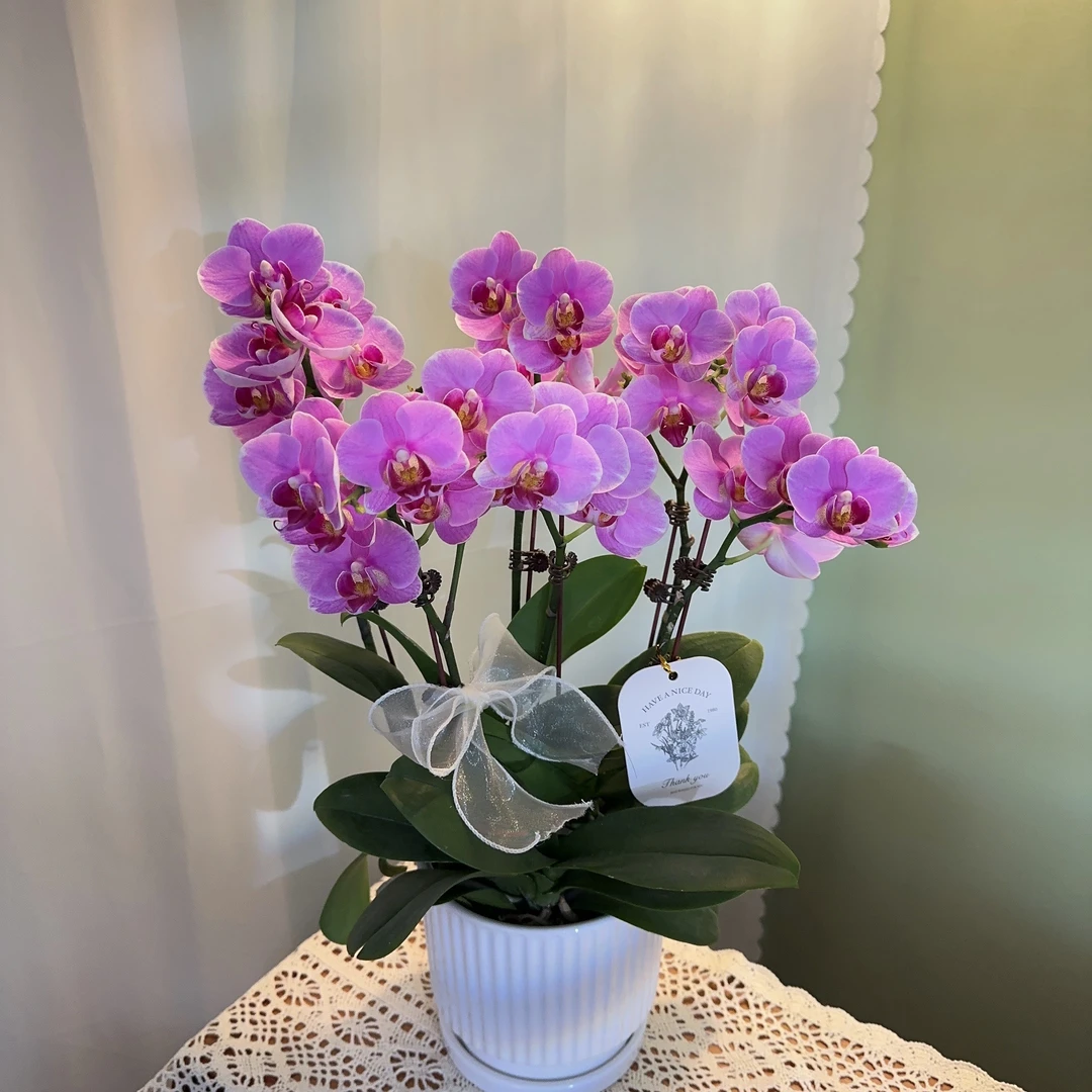 花元素优选【紫蝶】蝴蝶兰