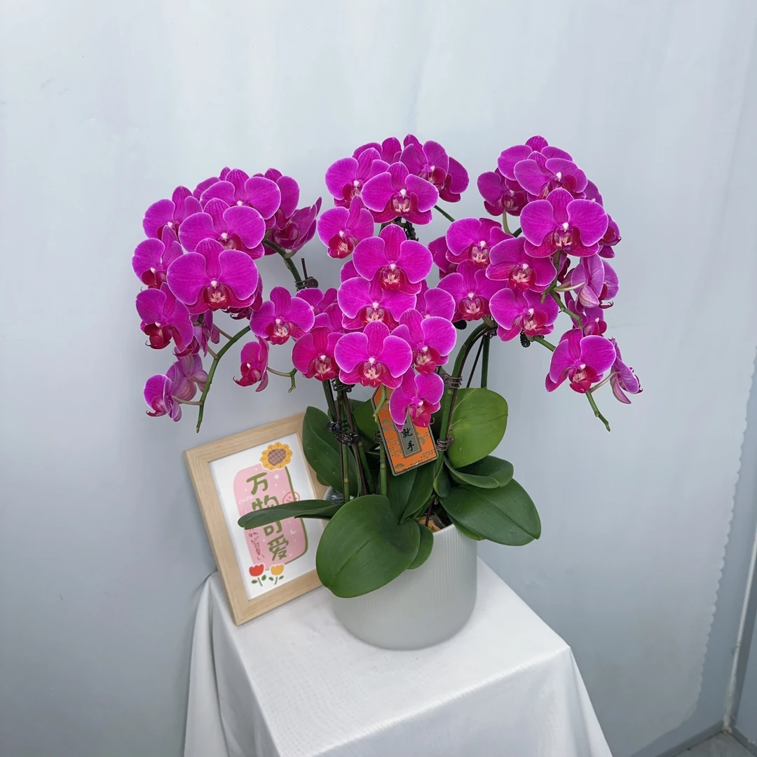 花元素【红豆杉】蝴蝶兰精致好养基地直发