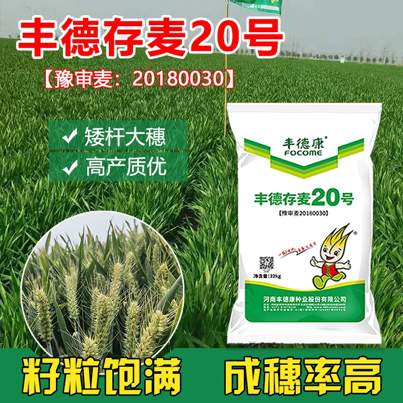 focome/丰德康存麦20号小麦 矮杆大穗高抗黄花病抗病性强高产抗倒