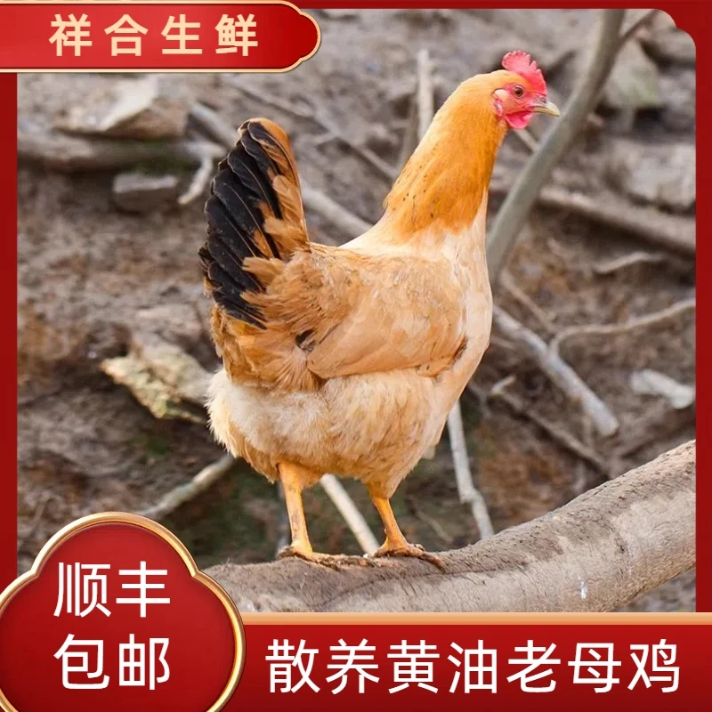 【六爷专属】正宗黄油老母鸡带心肝蛋花2只毛重7斤净重4斤以上