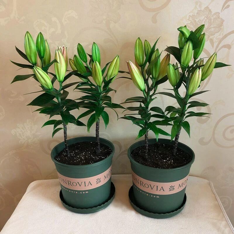四季重瓣香水百合花盆栽花卉四季易种阳台植物室内外绿植好养活