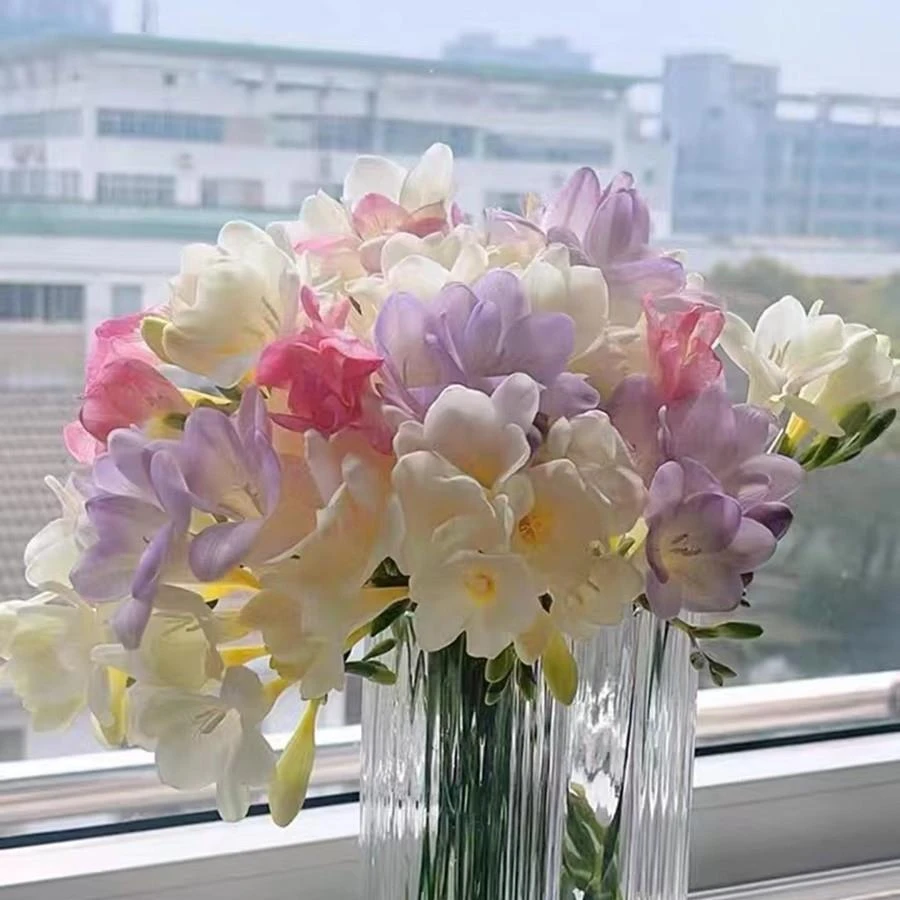 香雪兰种球四季开花好养活种球花卉庭院阳台香雪兰鲜花种球好看