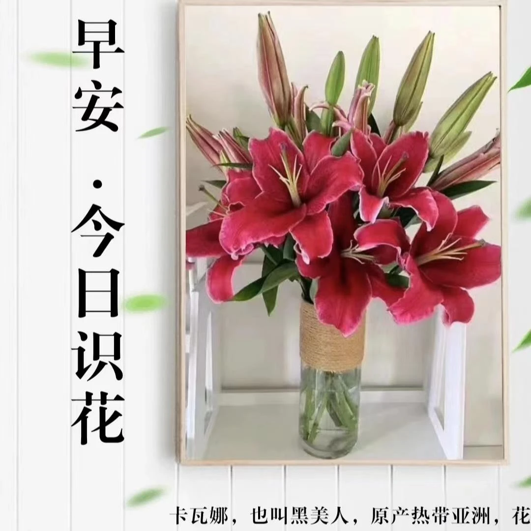 四季可种【卡瓦娜黑美人】1颗16/18单瓣春季红色香水百合种球
