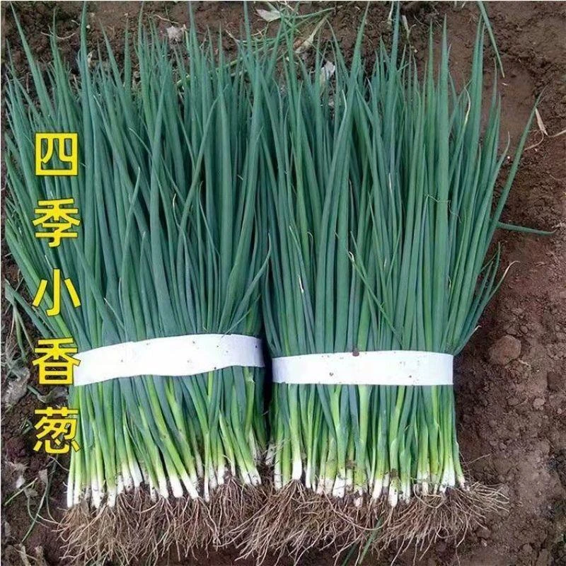 【好生长】四季可播种小香葱种子易种香味浓田园阳台室内花卉种球
