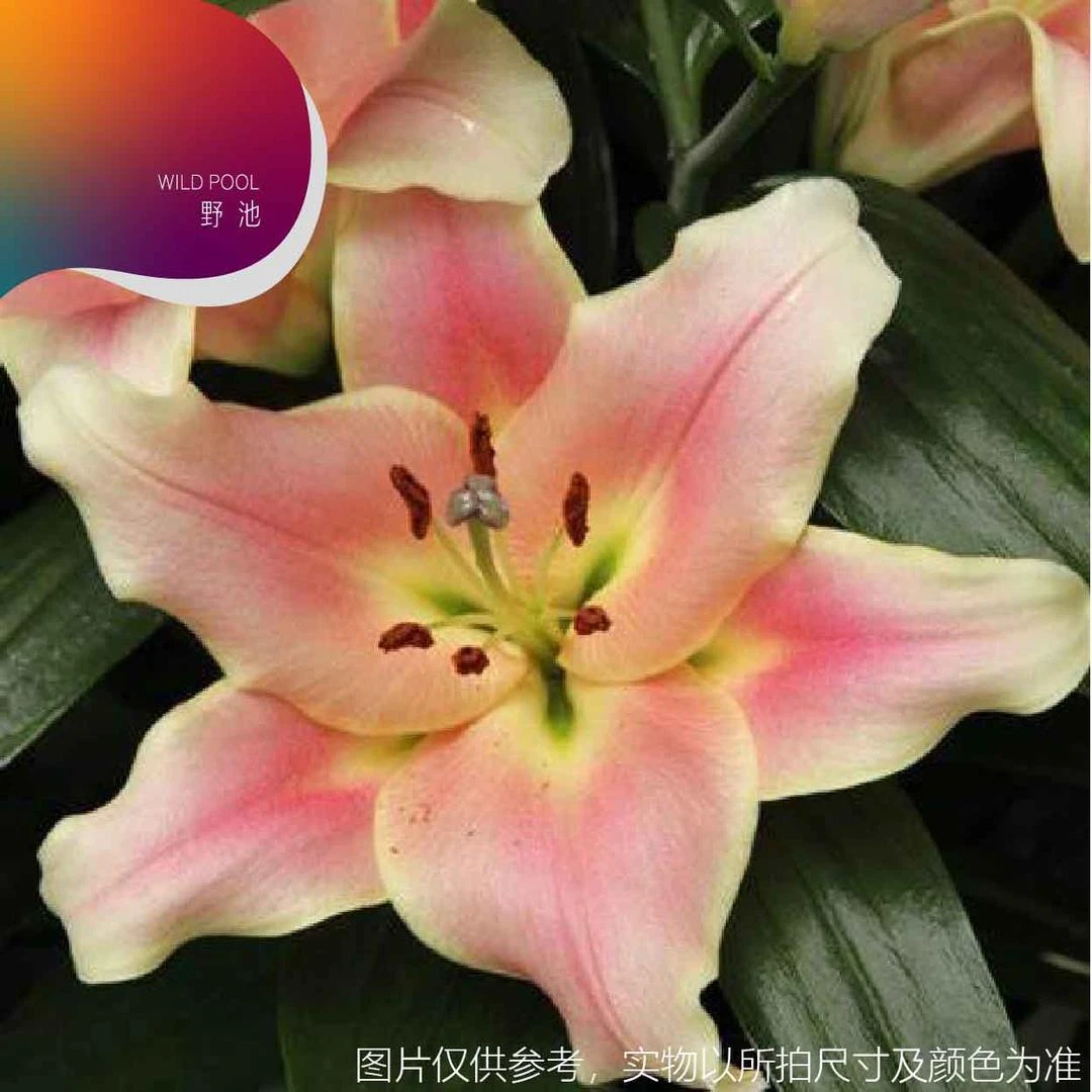 种球【1颗18-20】一见钟情OT系列百合球根今年开花庭院阳台