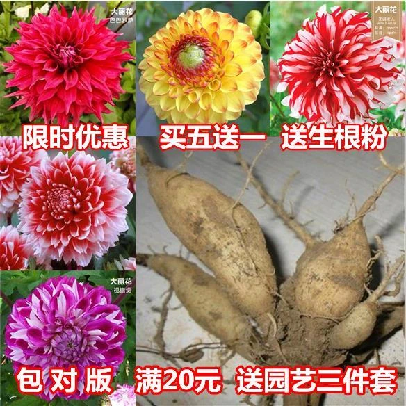 大丽花种球室内外球根大丽菊地瓜花根块四季开花盆栽庭院植物