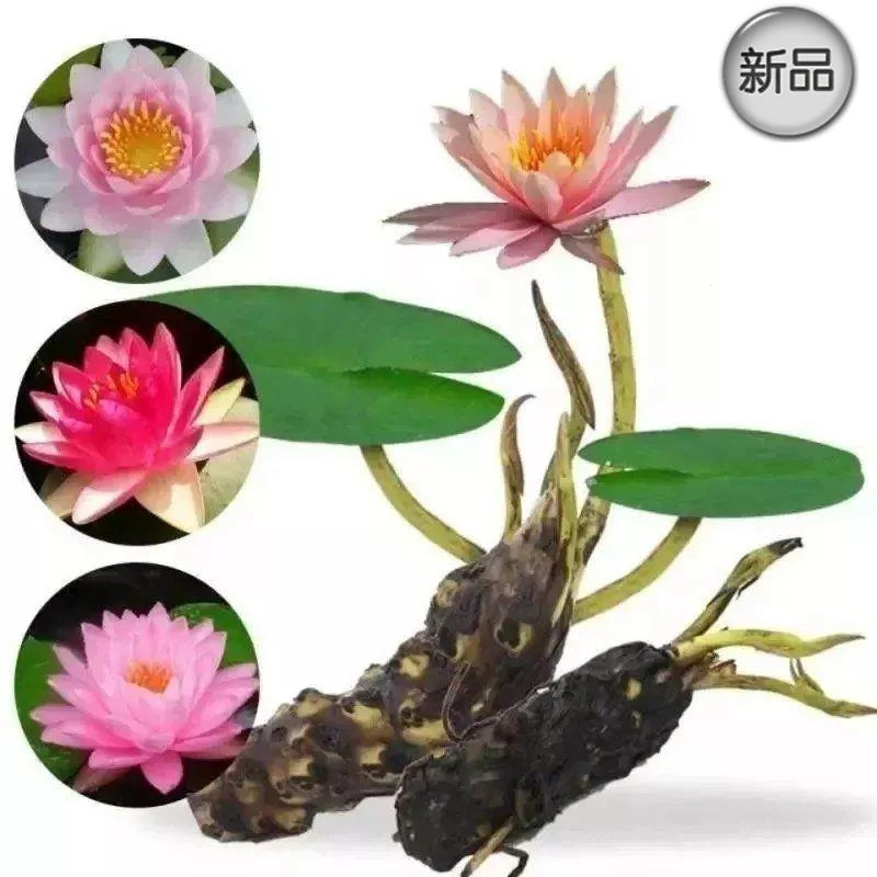 大睡莲根块苗带芽夏季水养水生花卉池塘水培植物种子多年生四季