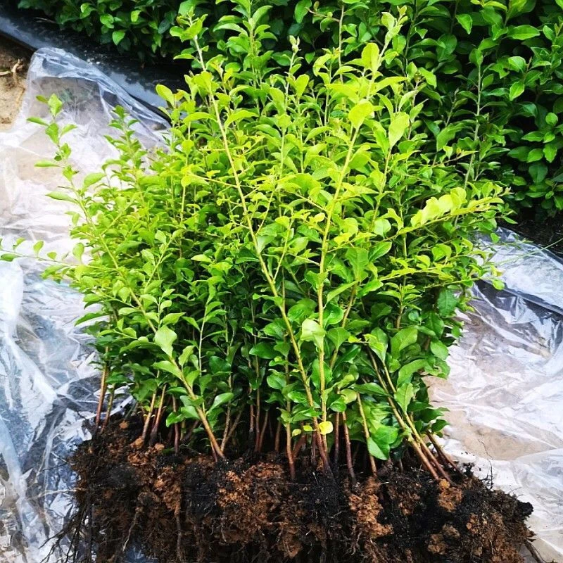 金弹子人工桩下单处