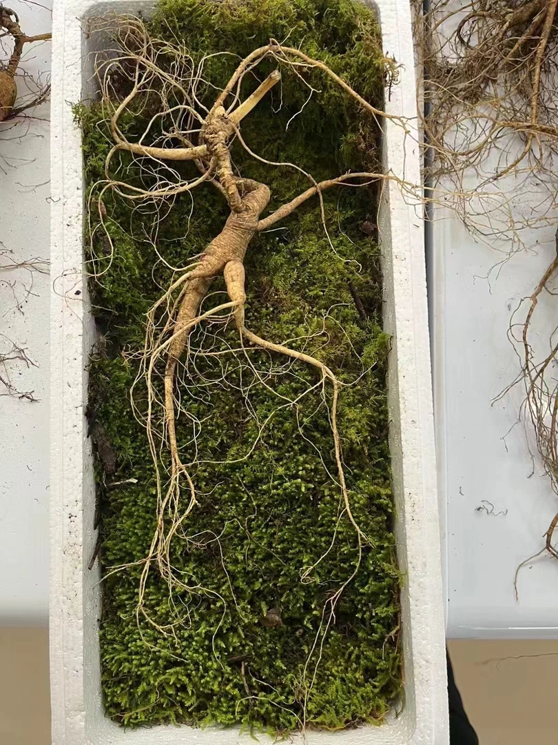 【阿李专属】林下参 长白山鲜人参籽货吃货 残参鲜参不退德邦空运