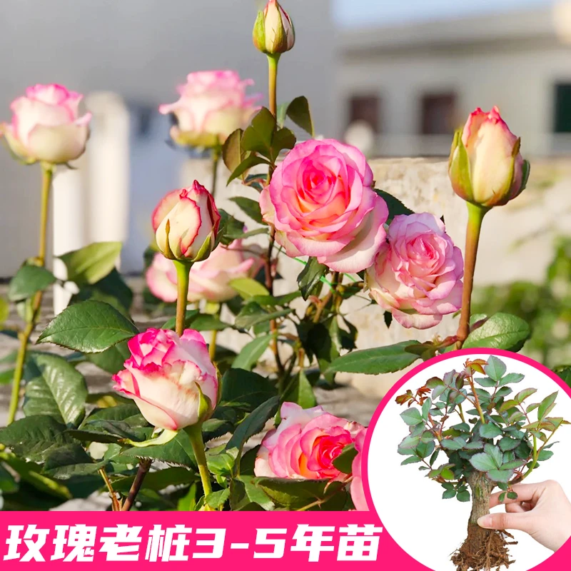 星花绽放【玫瑰花苗】老桩老根四季开花月季盆栽室内阳台花卉绿植
