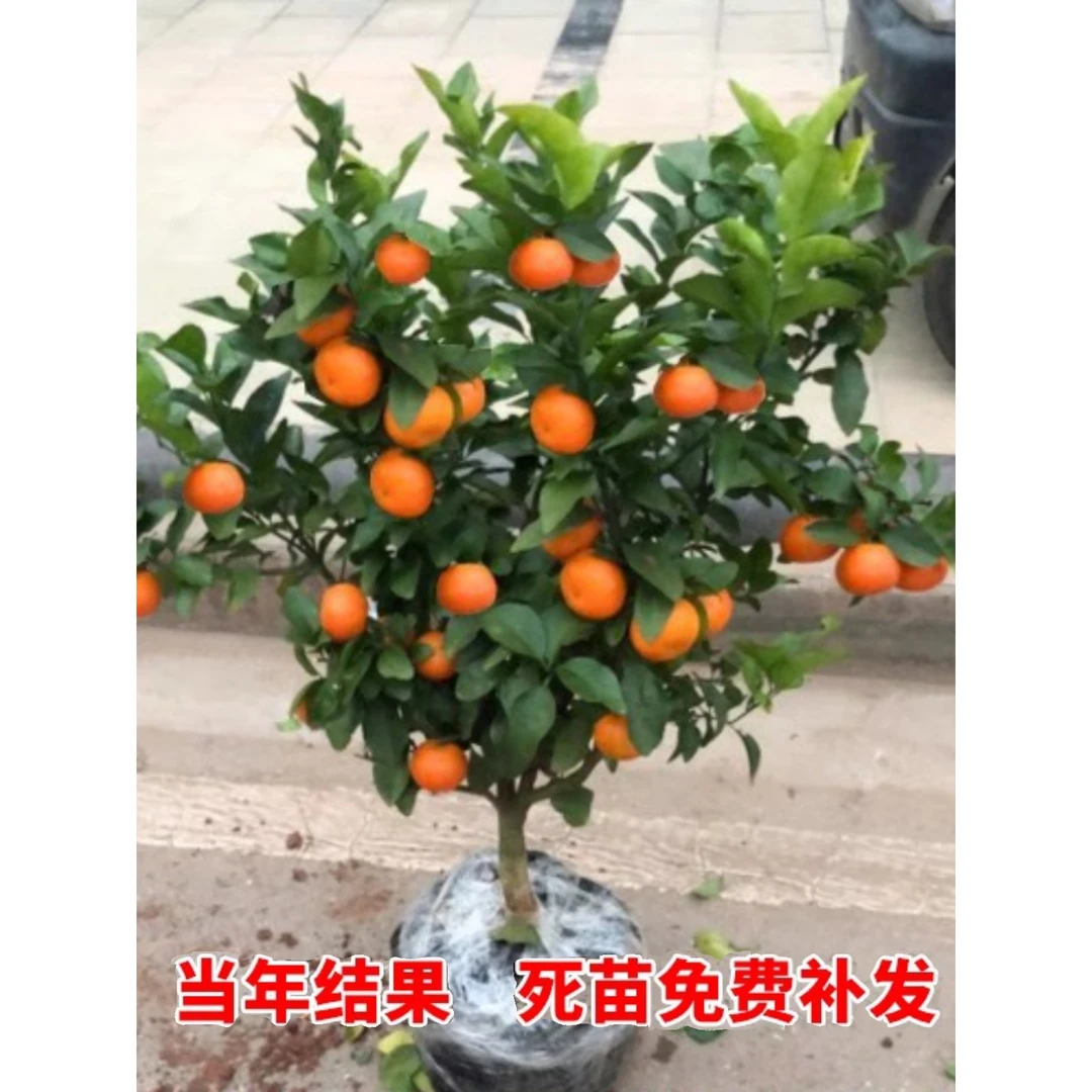 橘子树苗砂糖橘金桔子苗橘子苗南北方盆栽地栽橙子果树苗当年结果