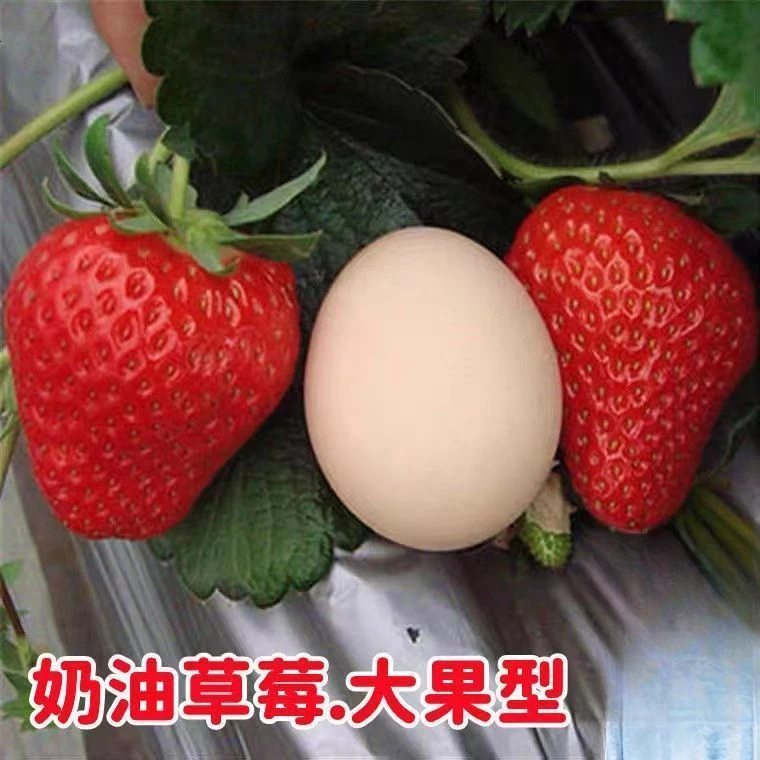四季红奶油草莓种子食用香甜大果新手易种阳台盆栽水果蔬菜种籽苗