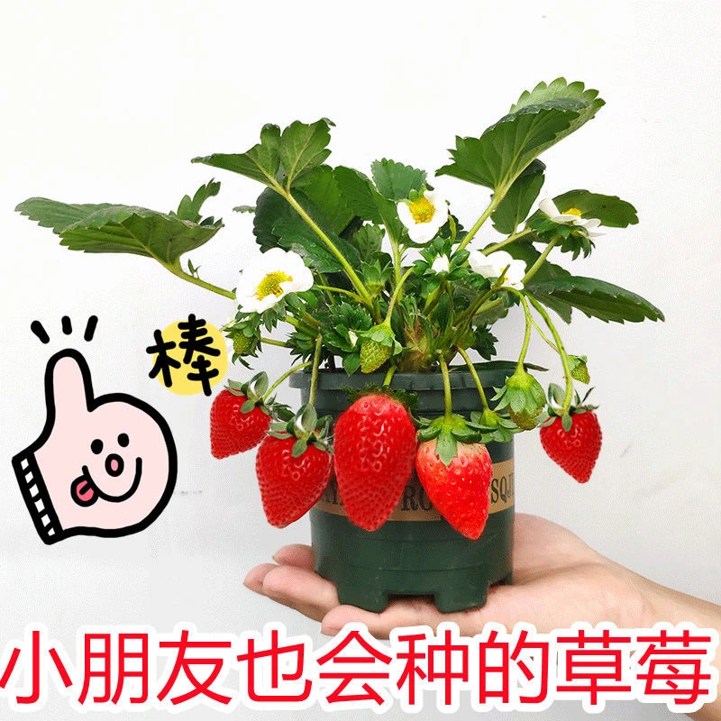 草莓秧苗盆栽裸根苗四季室内阳台奶油大结果带花带果带盆带土原盆