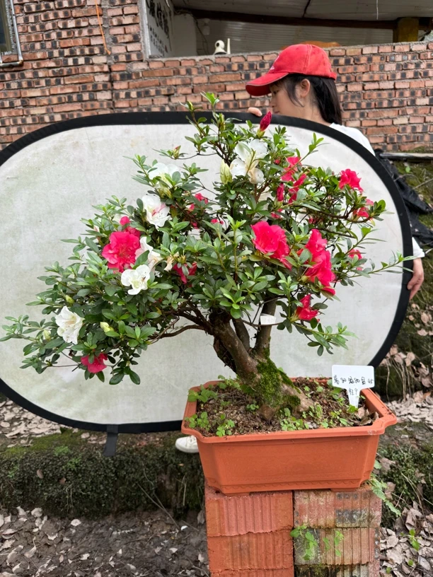 皋月杜鹃花  映山红嫁接三年以上，一物一拍