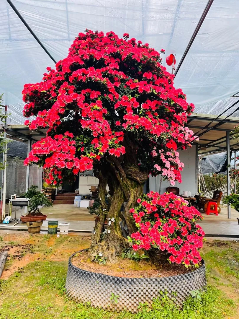 (一物一拍)杜鹃花老桩绿植好养易活四季常青