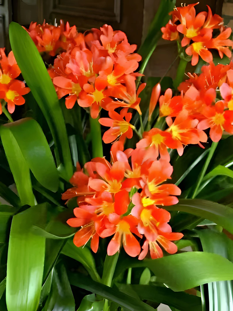 君子兰5年群兰组合4-5头四季开花好品种易活年内开满3-5花箭