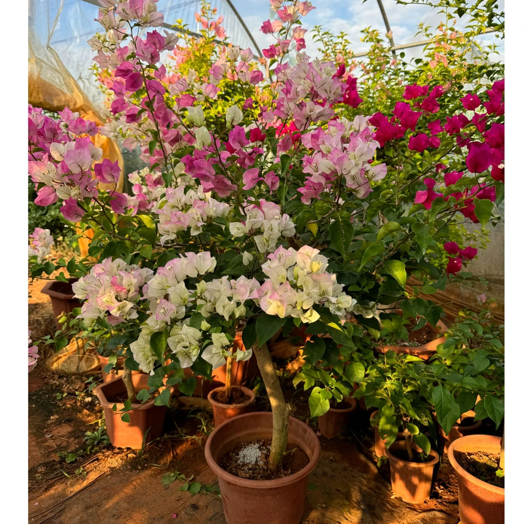 三角梅植物盆栽大颗多色嫁接四季开花绿植盆栽三角梅盆栽阮迪慧