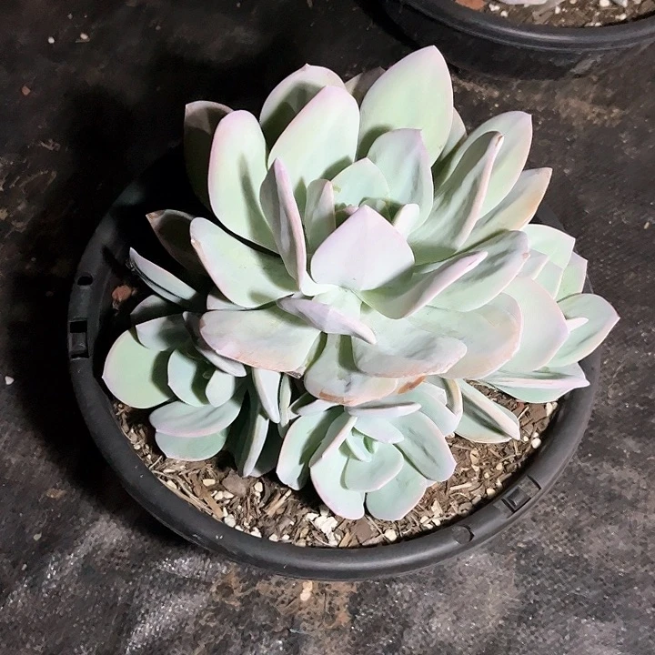 奶茶大群、25-28公分、