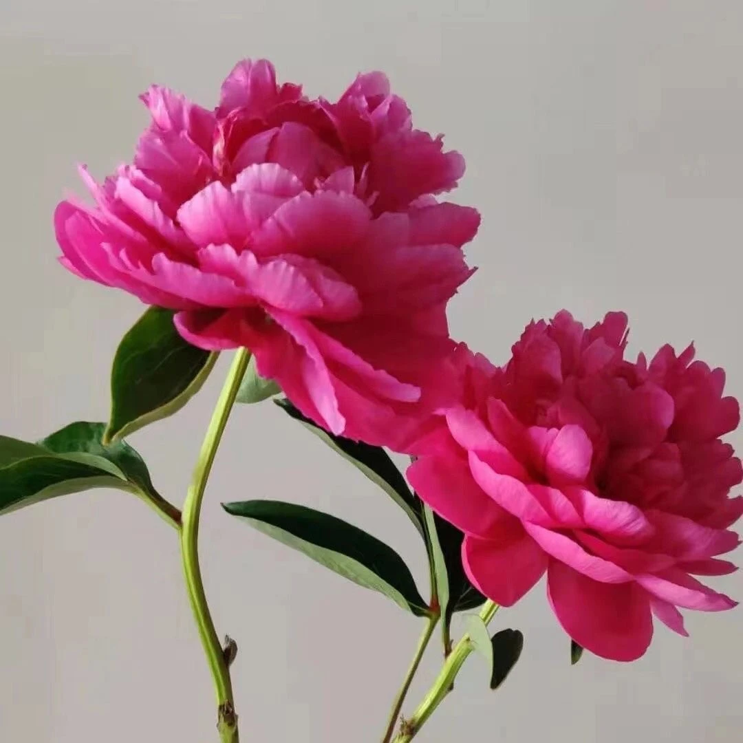 桑篱园【红色芍药】山东千层重瓣大芍药菏泽基地直发