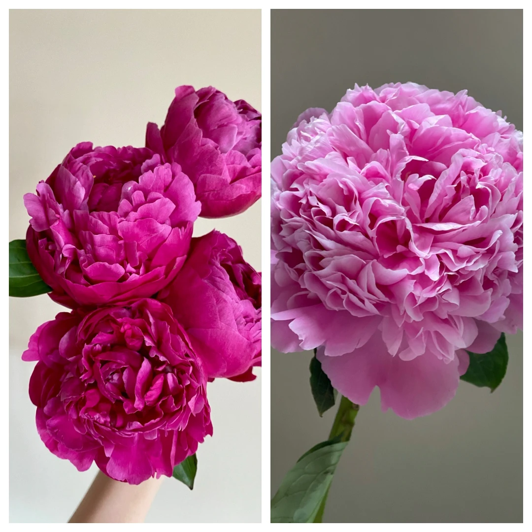 桑篱园【进口混搭】红富士蓝富士双色混搭进口重瓣芍药山东直发