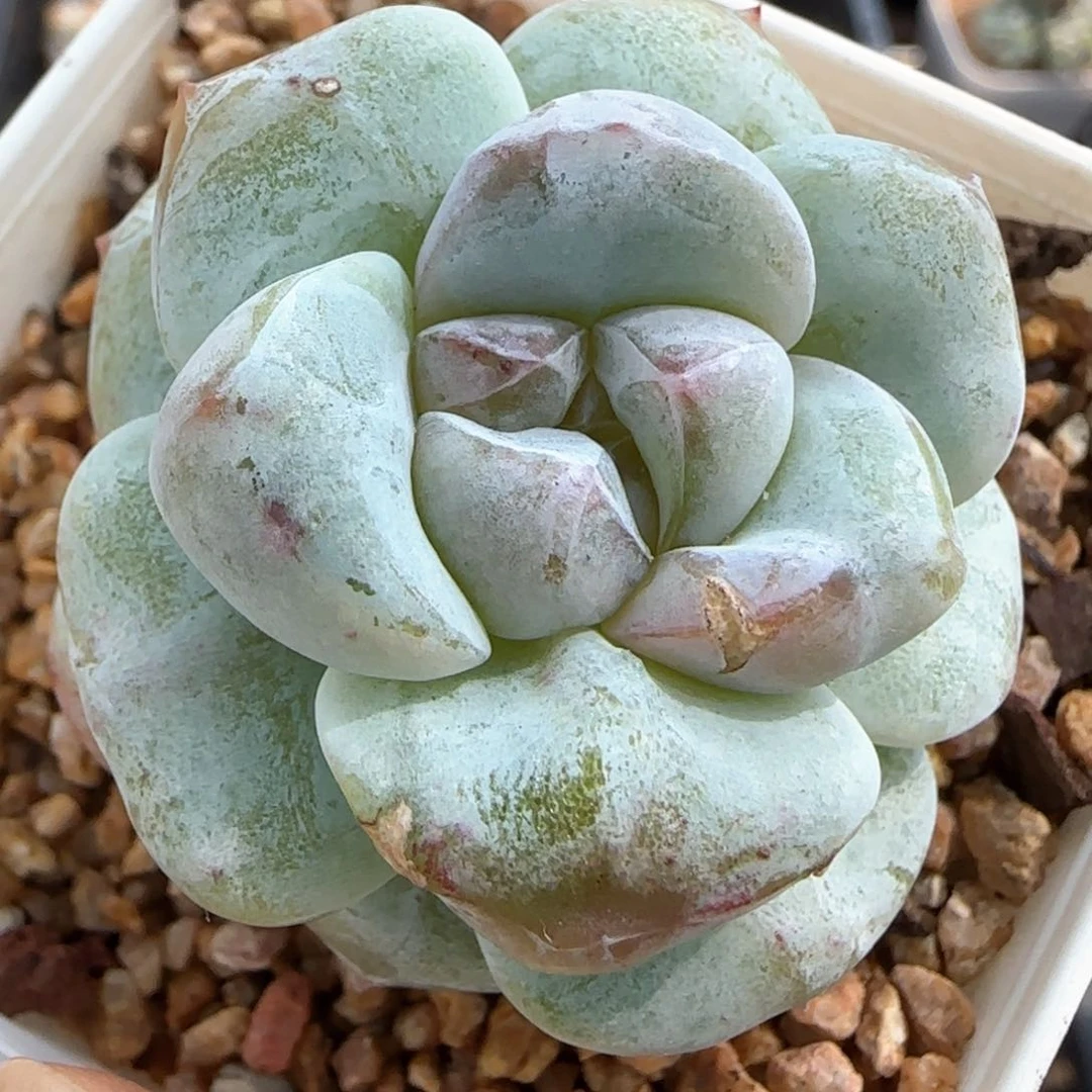 冰玉石化圆胖子彩心